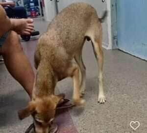Cachorrinho espertalhão ‘furtou’ um chinelo e virou sensação na internet