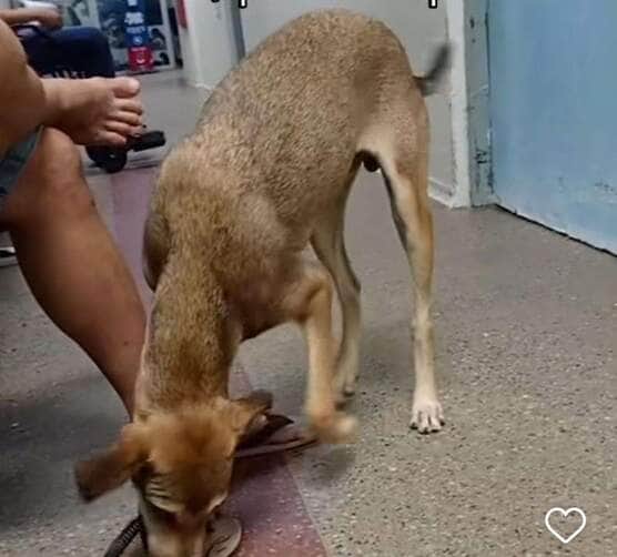 Cachorrinho espertalhão ‘furtou’ um chinelo e virou sensação na internet