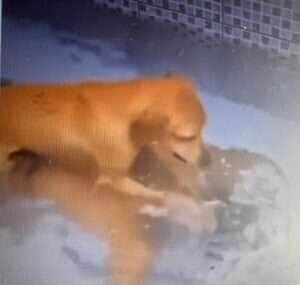 Travessuras de estimação; quando os pets pegam seus tutores de surpresa
