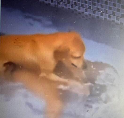 Travessuras de estimação; quando os pets pegam seus tutores de surpresa