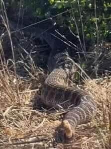 Cobra cascavel; guardiã da natureza e doadora de veneno poderoso