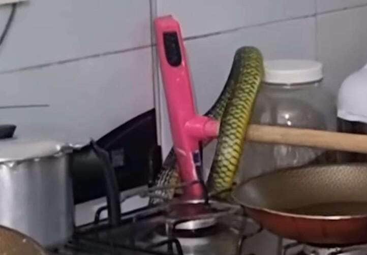 Cobra caninana na cozinha? vídeo viral mostra encontro inusitado e cheio de adrenalina