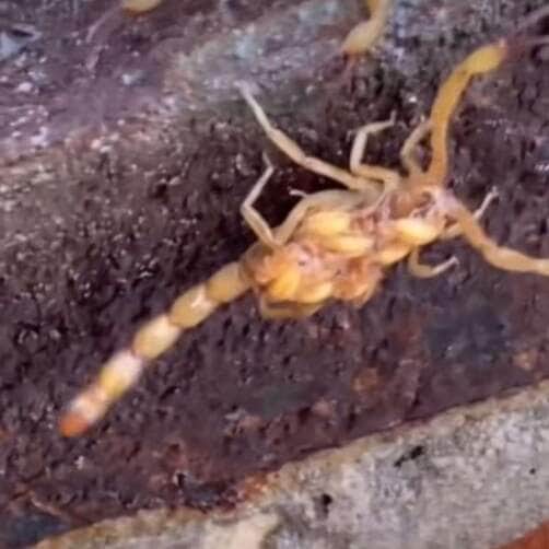 Invasão de escorpiões: o vídeo surpreendente que viralizou na internet