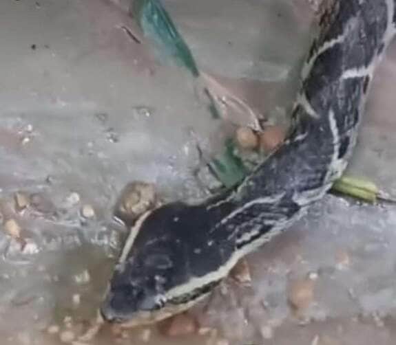 Imagens incríveis registradas por biólogo mostram a serpente em um momento pouco observado na vida selvagem