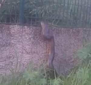 Sucuri escalando muro; um flagrante da natureza urbana