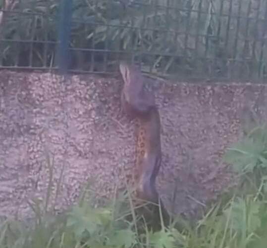 Sucuri escalando muro; um flagrante da natureza urbana
