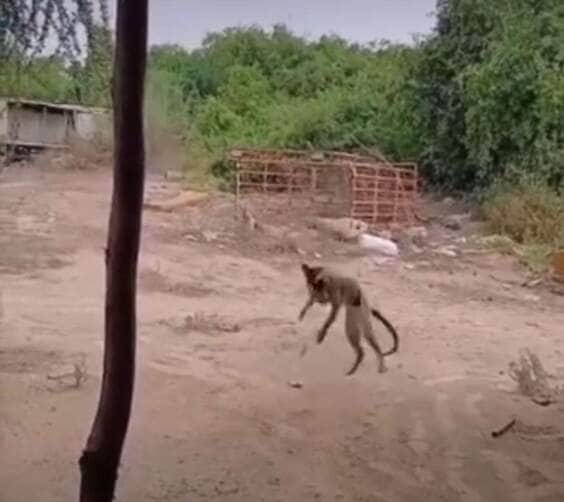 Gato "olímpico" rouba presa de cobra cipó em salto espetacular