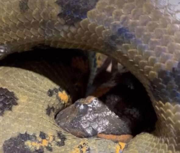Biólogo Henrique Abrahão explica a fascinante técnica de alimentação da maior serpente da américa do sul