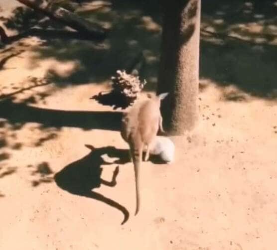 Canguru furioso dá voadeira em coala e vídeo viraliza