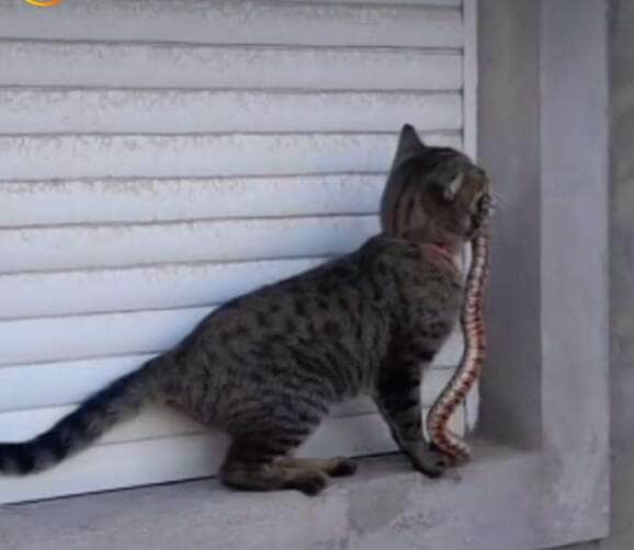 Gato caçador; o pequeno felino que viralizou ao levar uma cobra como presente para seu tutor