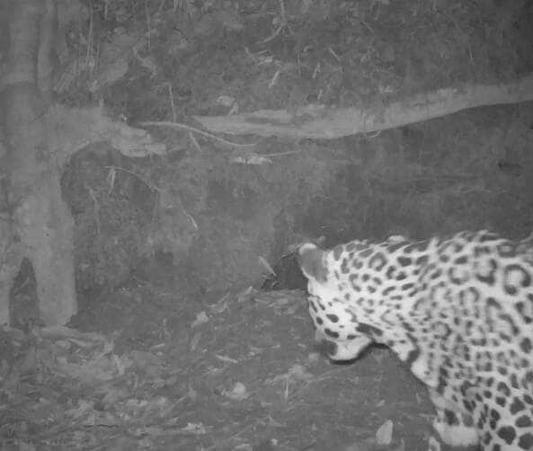 Registro inédito mostra onça-pintada tentando invadir a toca do tatu-canastra e revela a importância desse refúgio natura