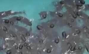 Vídeo viral levanta dúvidas e especialista explica o comportamento desses gigantes dos oceanos
