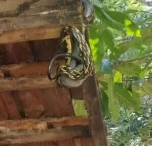 Com velocidade e precisão, a serpente impressiona ao capturar um rato em pleno telhado – e o registro viraliza nas redes