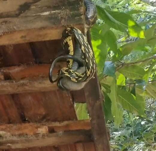 Com velocidade e precisão, a serpente impressiona ao capturar um rato em pleno telhado – e o registro viraliza nas redes