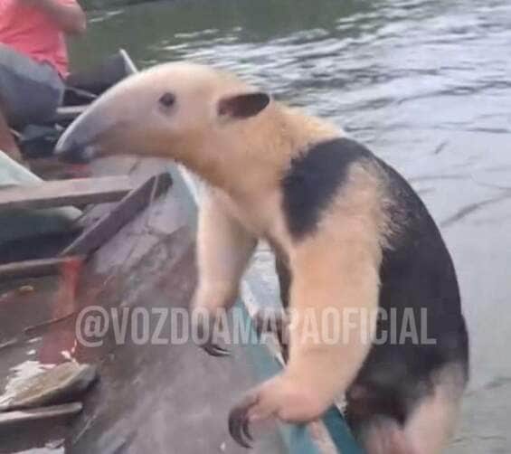 Animal pegou carona em barco na Amazônia, mas não baixou a guarda durante a travessia
