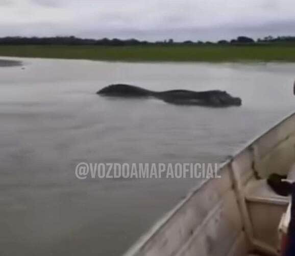Jacaré gigante do rio amazonas surpreende pescadores e viraliza nas redes sociais