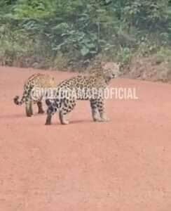 Oncinhas mostram como se divertir na estrada, em plena floresta; passeio selvagem
