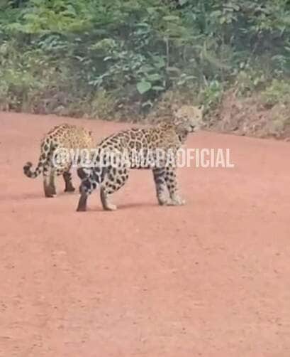 Oncinhas mostram como se divertir na estrada, em plena floresta; passeio selvagem