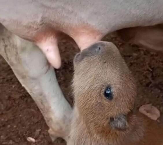 Quando a Natureza Surpreende: Capivara Filhote Mamando em Vaca Faz Sucesso nas Redes