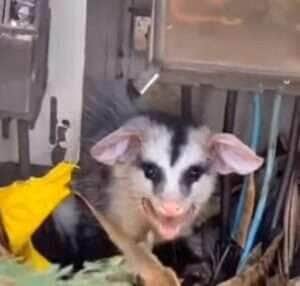 Gambá rabugento é descoberto em caixa de eletricidade e rouba a cena; flagrante inusitado