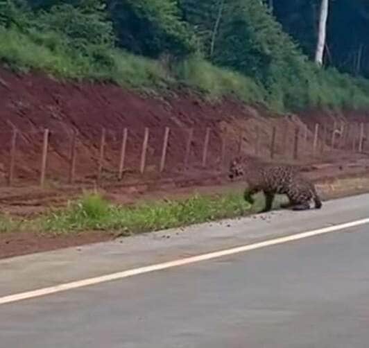 Motorista flagra onça-pintada em estrada de mato grosso; registro incrível