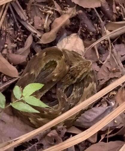 Psicólogo se depara com jararaca camuflada em meio à vegetação