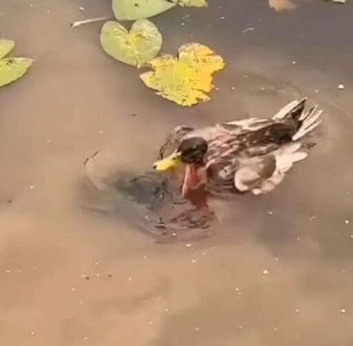 lago e encantam a web