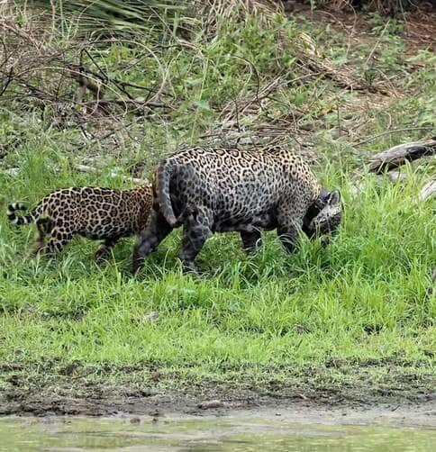 Onças-Pintadas são flagradas em um espetáculo de carinho no coração do Pantanal