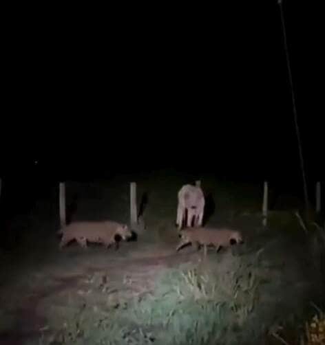 Cena rara na natureza mostra onças frente a frente com uma vaca e o desfecho surpreende