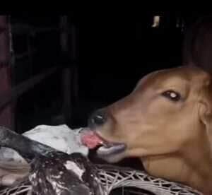 Registro curioso mostra uma vaca lambendo um frango, levantando dúvidas sobre seu comportamento alimentar