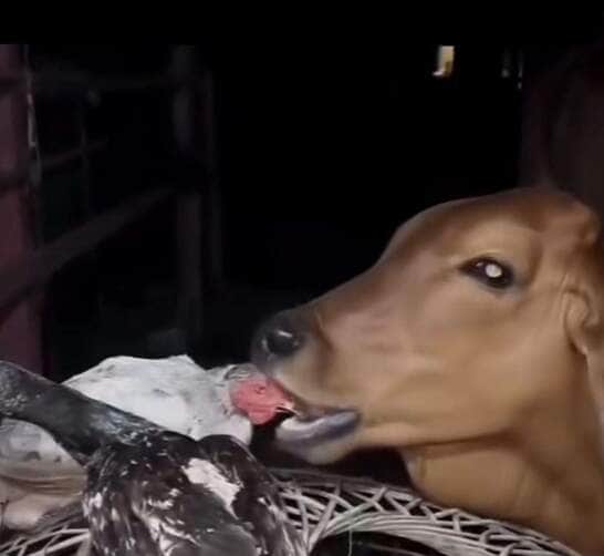Registro curioso mostra uma vaca lambendo um frango, levantando dúvidas sobre seu comportamento alimentar
