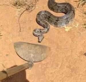 Apesar do susto, a cena revela um comportamento natural da jiboia, uma das serpentes mais fascinantes das Américas