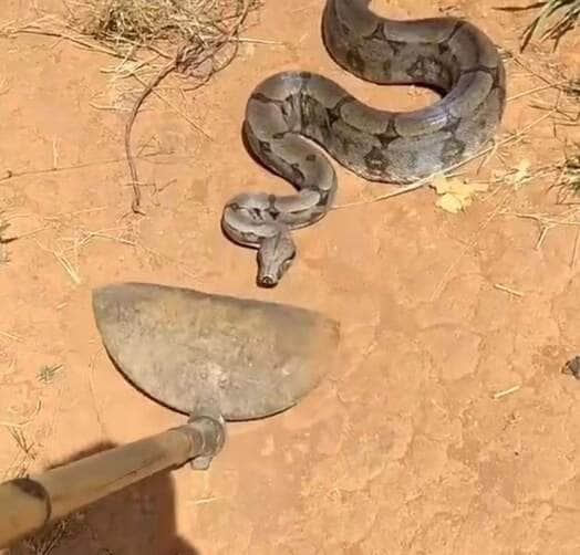 Apesar do susto, a cena revela um comportamento natural da jiboia, uma das serpentes mais fascinantes das Américas