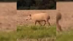 Anta Albina é flagada em plantação de Soja em Nova Mutum