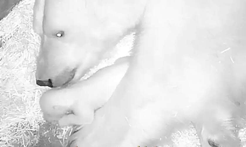 São Paulo (SP) 14/02/2025 - O Aquário de São Paulo divulgou o primeiro caso de sucesso na reprodução de urso polar na América Latina. O filhote, uma fêmea que recebeu o nome Nur. Foto: Aquário de São Paulo/Divulgação