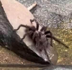 Aranha caranguejeira nadadora? vídeo viral revela a surpreendente agilidade aquática do aracnídeo