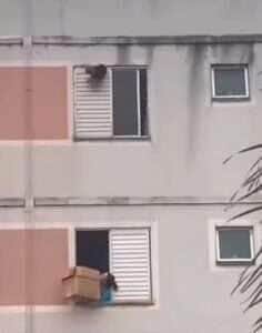 Cena dramática em guarulhos termina com um resgate preciso e um cachorrinho a salvo