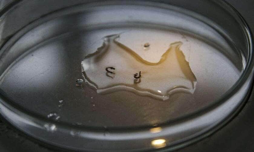 Brasília (DF), 29/02/2024 - Larvas são analisadas em laboratório da vigilância ambiental do DF para comprovação de que são do mosquito transmissor da dengue. Foto: Marcelo Camargo/Agência Brasil