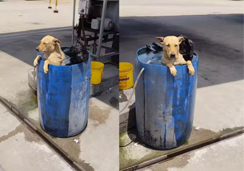 Cachorrinhos viralizam ao se refrescarem dentro de balde no rio de janeiro