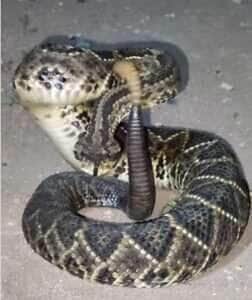 Serpente exibe toda sua imponência em imagens que viralizaram, reforçando a importância do respeito à vida selvagem