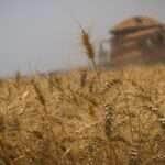 Colheitadeira, Colheita de trigo, grãos
