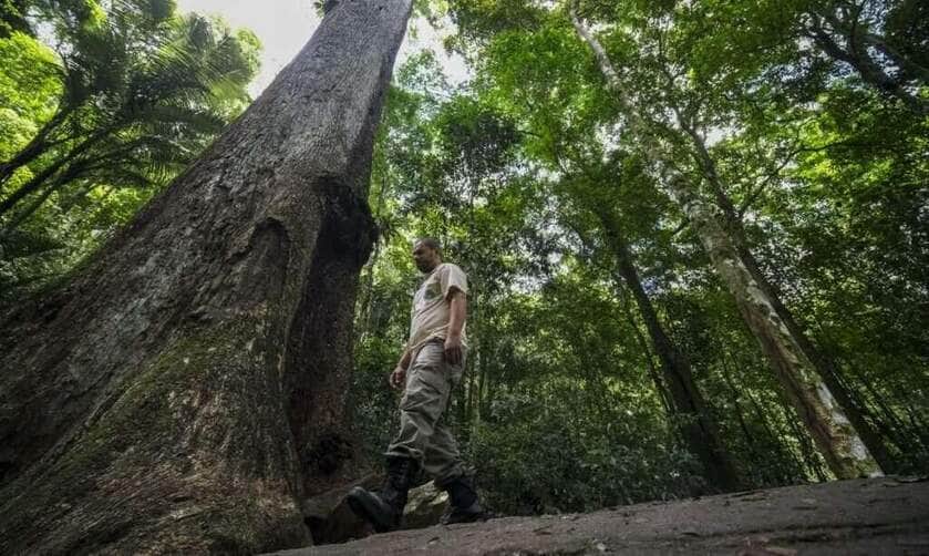 Cachoeiras de Macacu (RJ) 25/11/2024 – Um Jequitibá-rosa (Cariniana legalis) milenar, com mais de 40 metros de altura, é observado pelo guarda-parque Leomir Ferreira no Parque Estadual dos Três Picos, que recebe monitoramento do Projeto Guapiaçu para restauração da Mata Atlântica e educação ambiental. Foto: Fernando Frazão/Agência Brasil