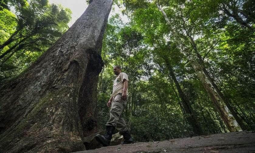 Cachoeiras de Macacu (RJ) 25/11/2024 – Um Jequitibá-rosa (Cariniana legalis) milenar, com mais de 40 metros de altura, é observado pelo guarda-parque Leomir Ferreira no Parque Estadual dos Três Picos, que recebe monitoramento do Projeto Guapiaçu para restauração da Mata Atlântica e educação ambiental. Foto: Fernando Frazão/Agência Brasil