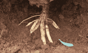 Mapa e MDR articulam ações emergenciais no Amapá para produtores afetados pela vassoura-de-bruxa da mandioca