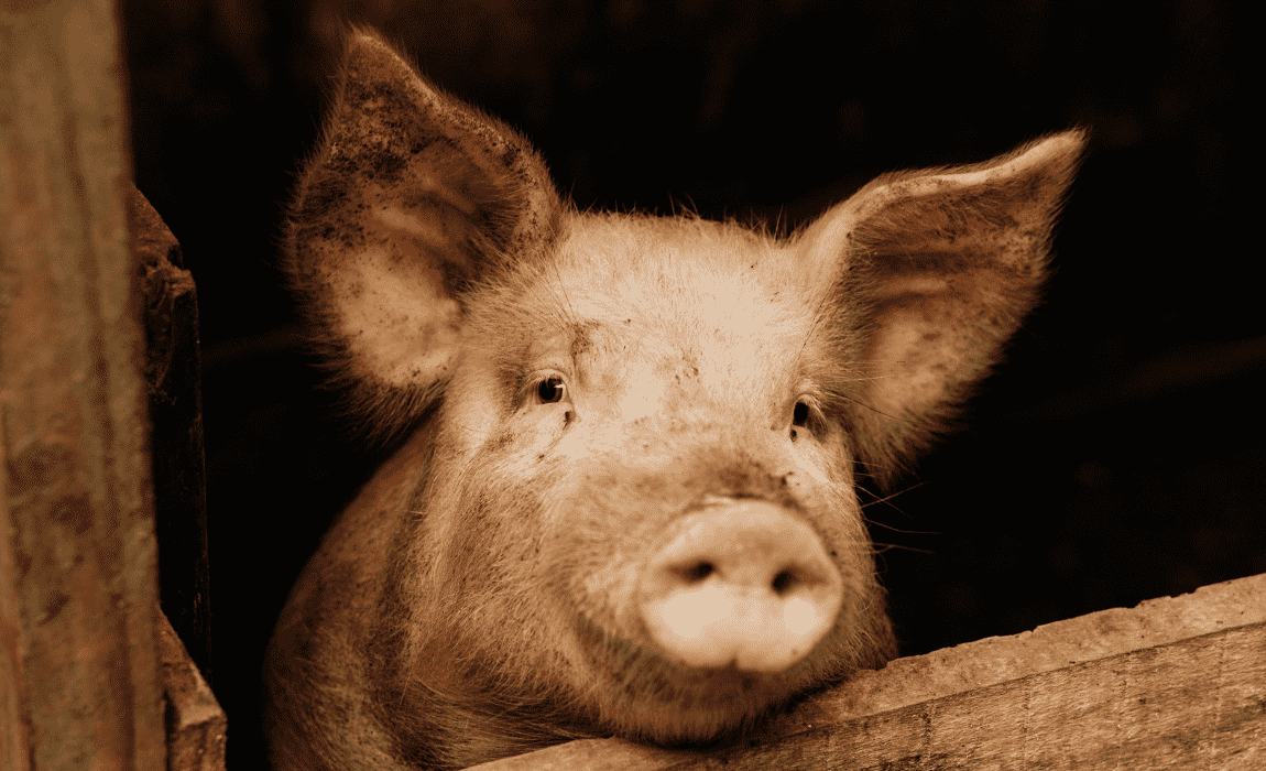 Mapa, ABCS e Alianima firmam Acordo de Cooperação Técnica para fomentar a produção sustentável de suínos