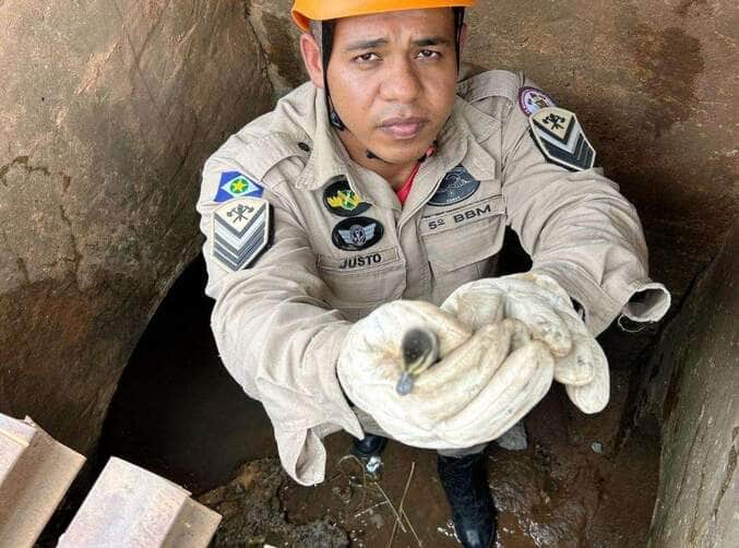 Bombeiros resgatam 11 filhotes de pato de bueiro e reúnem família na natureza