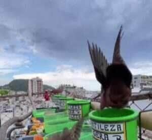 O voo magistral do Falcão Femoralis em busca de sua presa; ataque aéreo perfeito