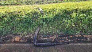 Funcionários da Concessionária Eco050 Salvam Serpente de Seis Metros e a Recolocam em seu Habitat Natural