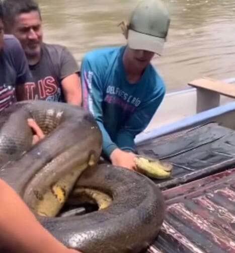 A sucuri gigante e o mistério da embarcação: quando a internet entra em alvoroço!
