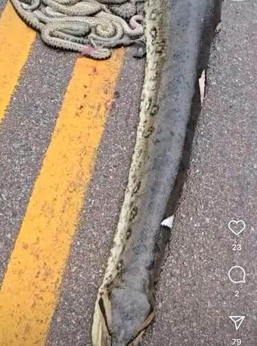 Sucuri prenhe atropelada em Mato Grosso; reveja essa história marcante